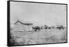 Black Farmers In Oklahoma-George F. Gibbs-Framed Stretched Canvas