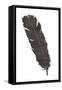 Black Feather V-Chris Paschke-Framed Stretched Canvas