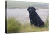 Black Female Labrador Retriever Sitting in Salt Marsh Grass at Low Tide on Foggy Summer Morning-Lynn M^ Stone-Stretched Canvas