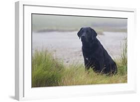 Black Female Labrador Retriever Sitting in Salt Marsh Grass at Low Tide on Foggy Summer Morning-Lynn M^ Stone-Framed Photographic Print