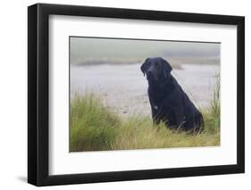 Black Female Labrador Retriever Sitting in Salt Marsh Grass at Low Tide on Foggy Summer Morning-Lynn M^ Stone-Framed Photographic Print