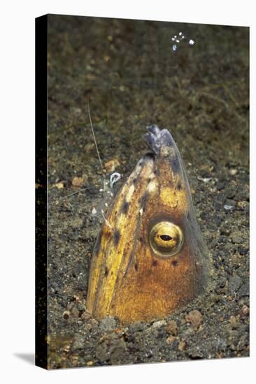 Black-Finned Snake Eel Being Cleaned by a Shrimp-Hal Beral-Stretched Canvas