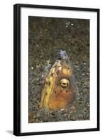 Black-Finned Snake Eel Being Cleaned by a Shrimp-Hal Beral-Framed Photographic Print