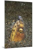 Black-Finned Snake Eel Being Cleaned by a Shrimp-Hal Beral-Mounted Photographic Print