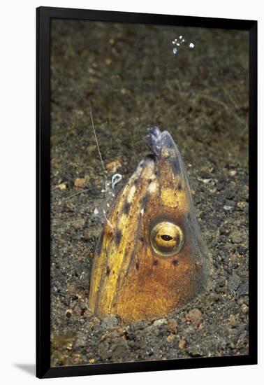 Black-Finned Snake Eel Being Cleaned by a Shrimp-Hal Beral-Framed Photographic Print