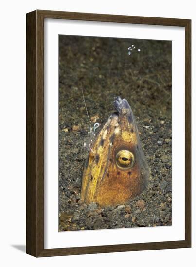 Black-Finned Snake Eel Being Cleaned by a Shrimp-Hal Beral-Framed Photographic Print