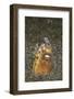 Black-Finned Snake Eel Being Cleaned by a Shrimp-Hal Beral-Framed Photographic Print