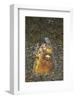 Black-Finned Snake Eel Being Cleaned by a Shrimp-Hal Beral-Framed Photographic Print