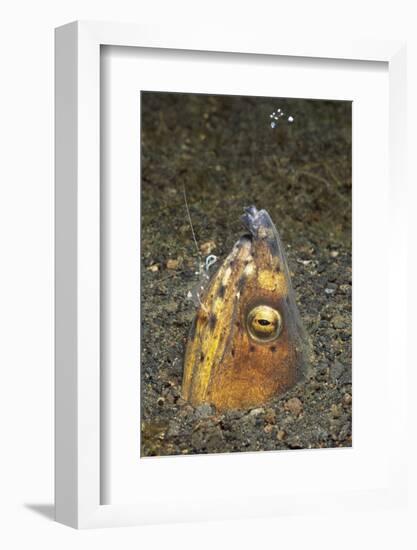 Black-Finned Snake Eel Being Cleaned by a Shrimp-Hal Beral-Framed Photographic Print