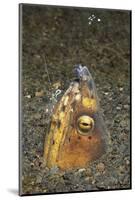 Black-Finned Snake Eel Being Cleaned by a Shrimp-Hal Beral-Mounted Photographic Print