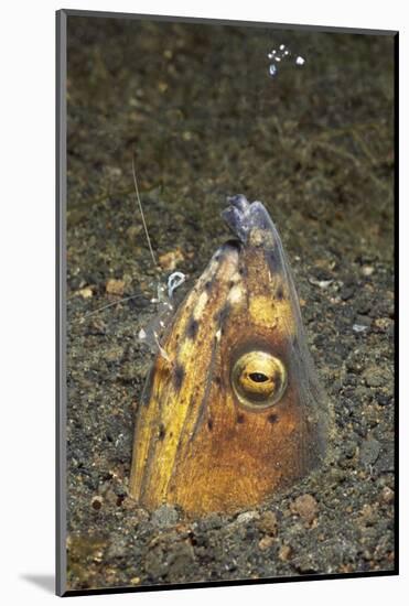 Black-Finned Snake Eel Being Cleaned by a Shrimp-Hal Beral-Mounted Photographic Print