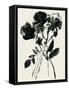 Black Flora-Maya Woods-Framed Stretched Canvas