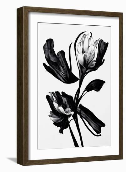 Black Flower-null-Framed Giclee Print