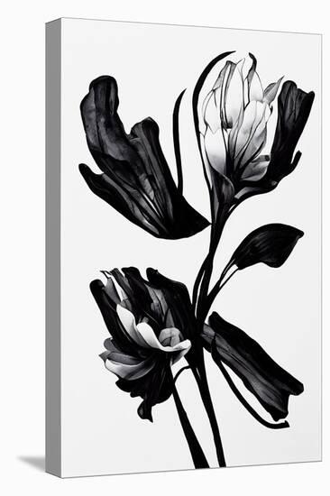 Black Flower-null-Stretched Canvas