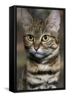 Black-Footed Cat (Felis Nigripes)-Scott T. Smith-Framed Stretched Canvas