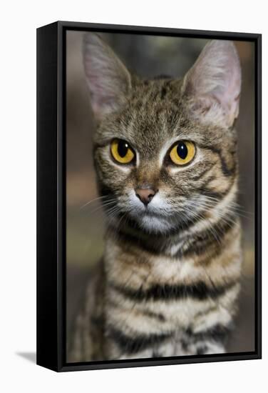 Black-Footed Cat (Felis Nigripes)-Scott T. Smith-Framed Stretched Canvas