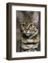 Black-Footed Cat (Felis Nigripes)-Scott T. Smith-Framed Photographic Print