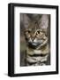 Black-Footed Cat (Felis Nigripes)-Scott T. Smith-Framed Photographic Print