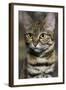 Black-Footed Cat (Felis Nigripes)-Scott T. Smith-Framed Photographic Print