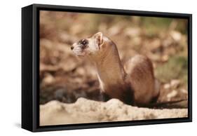 Black-Footed Ferret-null-Framed Stretched Canvas