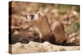 Black-Footed Ferret-null-Stretched Canvas