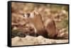 Black-Footed Ferret-null-Framed Stretched Canvas