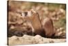 Black-Footed Ferret-null-Stretched Canvas