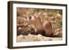 Black-Footed Ferret-null-Framed Premium Photographic Print