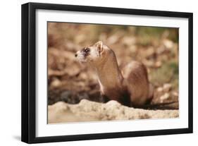 Black-Footed Ferret-null-Framed Premium Photographic Print