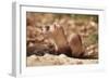 Black-Footed Ferret-null-Framed Premium Photographic Print