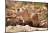 Black-Footed Ferret-null-Mounted Premium Photographic Print