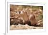 Black-Footed Ferret-null-Framed Photographic Print