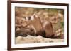 Black-Footed Ferret-null-Framed Photographic Print