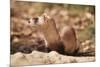 Black-Footed Ferret-null-Mounted Photographic Print