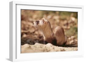 Black-Footed Ferret-null-Framed Photographic Print