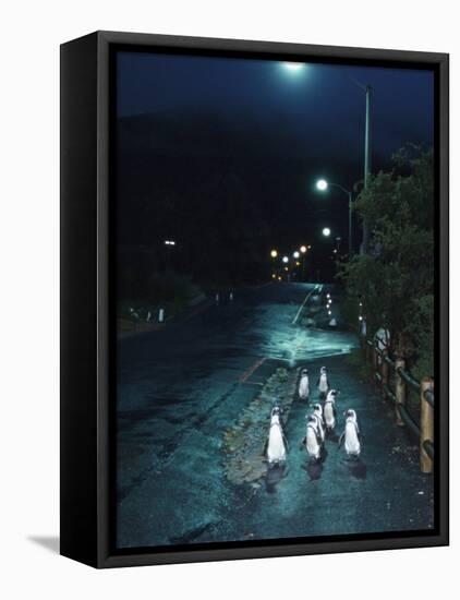 Black Footed Jackass Penguins Walking Along Road at Night, Boulders, South Africa-Inaki Relanzon-Framed Stretched Canvas