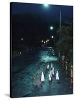 Black Footed Jackass Penguins Walking Along Road at Night, Boulders, South Africa-Inaki Relanzon-Stretched Canvas