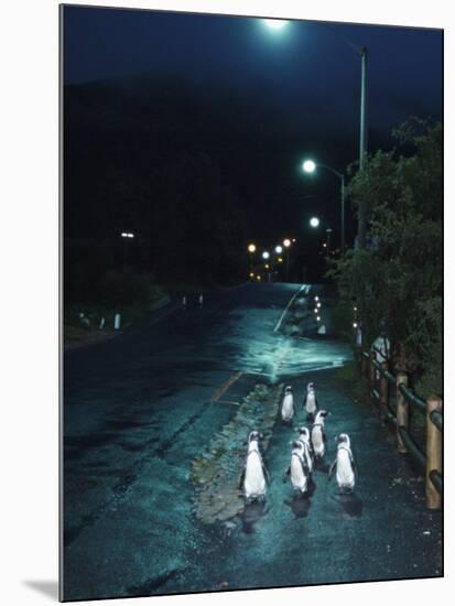 Black Footed Jackass Penguins Walking Along Road at Night, Boulders, South Africa-Inaki Relanzon-Mounted Photographic Print