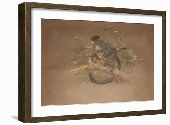 Black-Footed Lemur (Lemur Nigifrons)-Joseph Wolf-Framed Giclee Print