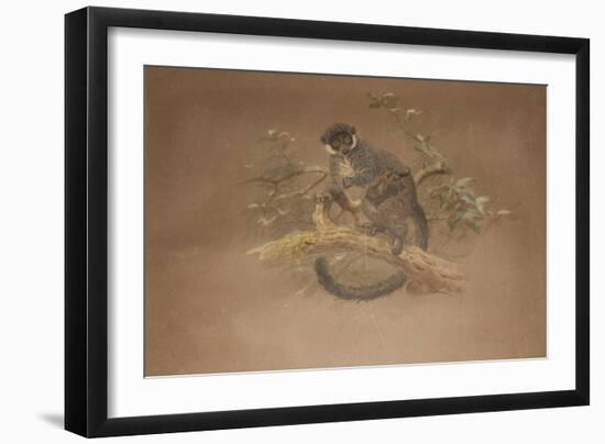 Black-Footed Lemur (Lemur Nigifrons)-Joseph Wolf-Framed Giclee Print