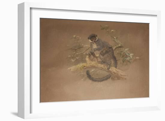 Black-Footed Lemur (Lemur Nigifrons)-Joseph Wolf-Framed Giclee Print