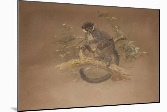 Black-Footed Lemur (Lemur Nigifrons)-Joseph Wolf-Mounted Giclee Print