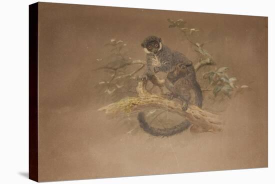 Black-Footed Lemur (Lemur Nigifrons)-Joseph Wolf-Stretched Canvas