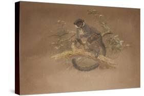 Black-Footed Lemur (Lemur Nigifrons)-Joseph Wolf-Stretched Canvas