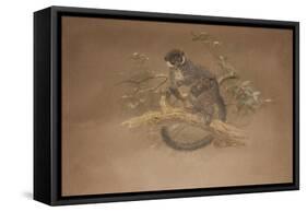 Black-Footed Lemur (Lemur Nigifrons)-Joseph Wolf-Framed Stretched Canvas