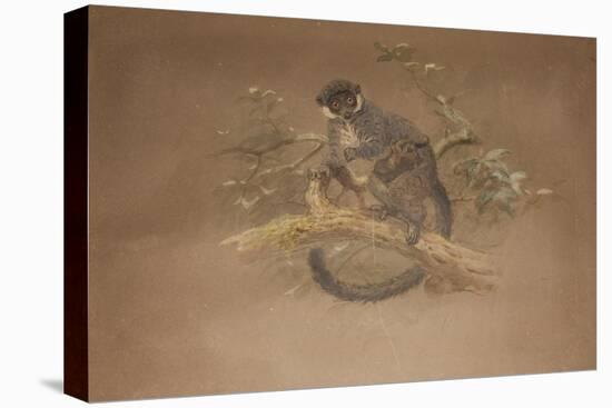 Black-Footed Lemur (Lemur Nigifrons)-Joseph Wolf-Stretched Canvas