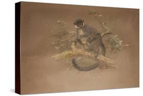 Black-Footed Lemur (Lemur Nigifrons)-Joseph Wolf-Stretched Canvas
