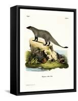 Black-Footed Mongoose-null-Framed Stretched Canvas