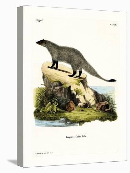 Black-Footed Mongoose-null-Stretched Canvas