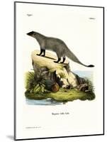 Black-Footed Mongoose-null-Mounted Giclee Print